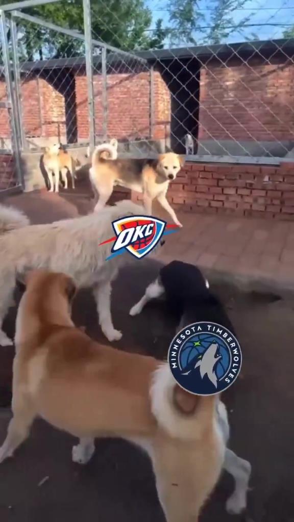 太有活了！美媒惡搞：狗王雷霆嚇退掘金灰熊，把森林狼按地上